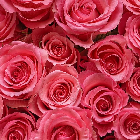 Forget me not flowers - Picture 2 of 2